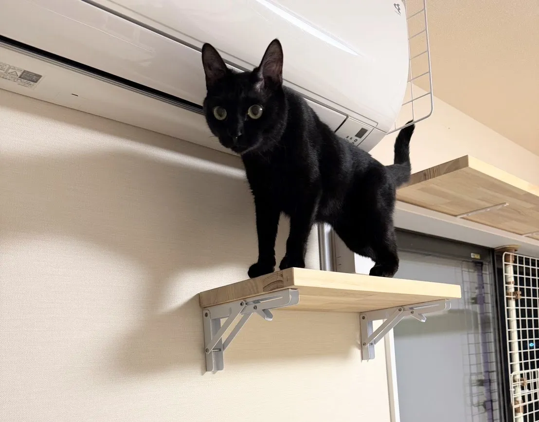 折り畳みキャットウォーク&キャットウォーク