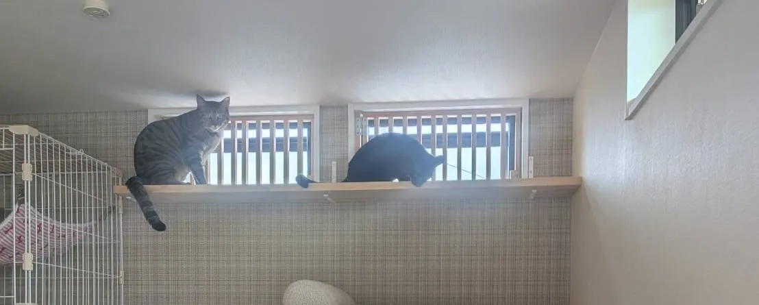 窓格子&キャットウォーク